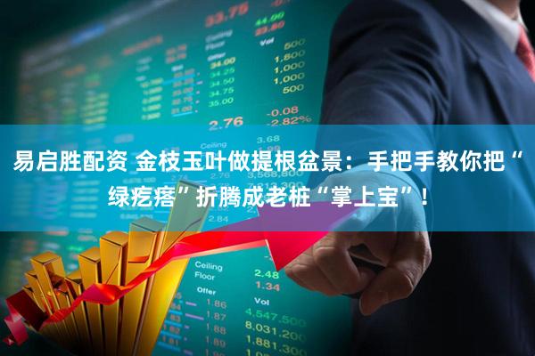 易启胜配资 金枝玉叶做提根盆景：手把手教你把“绿疙瘩”折腾成老桩“掌上宝”！