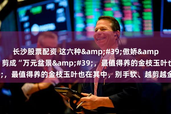 长沙股票配资 这六种&#39;傲娇&#39;盆栽：长高就剪，剪成“万元盆景&#39;，最值得养的金枝玉叶也在其中，别手软、越剪越金贵！
