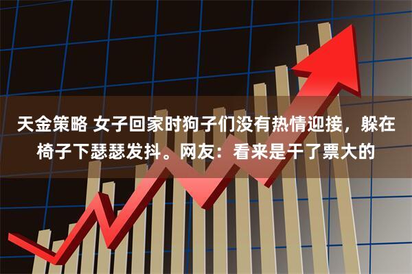 天金策略 女子回家时狗子们没有热情迎接，躲在椅子下瑟瑟发抖。网友：看来是干了票大的